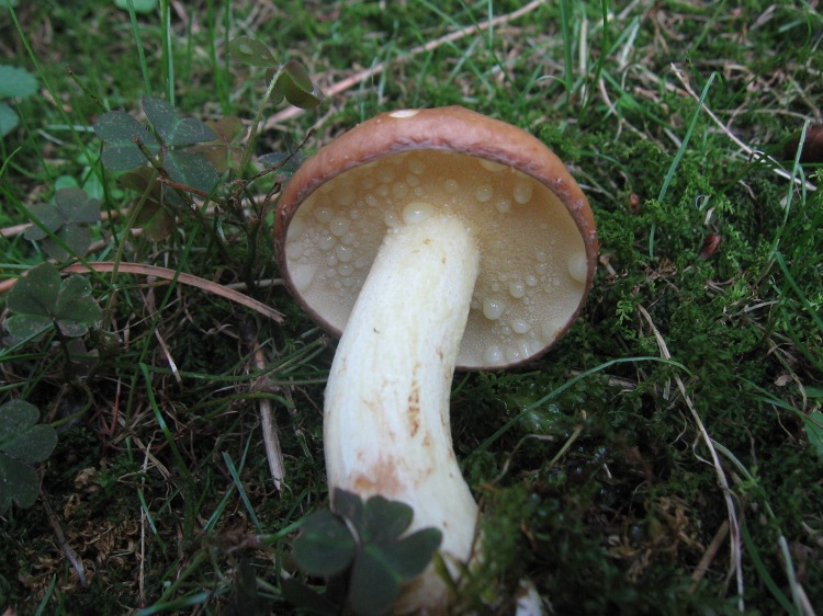 boletacee in giardino